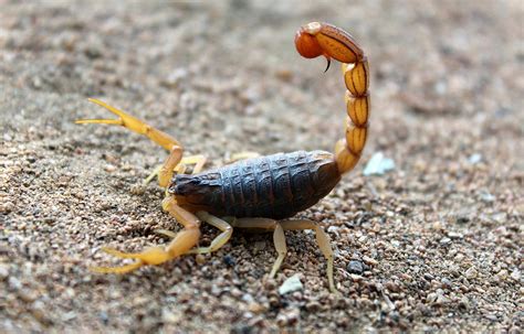 Curse nade scorpions and their interactions with other predators